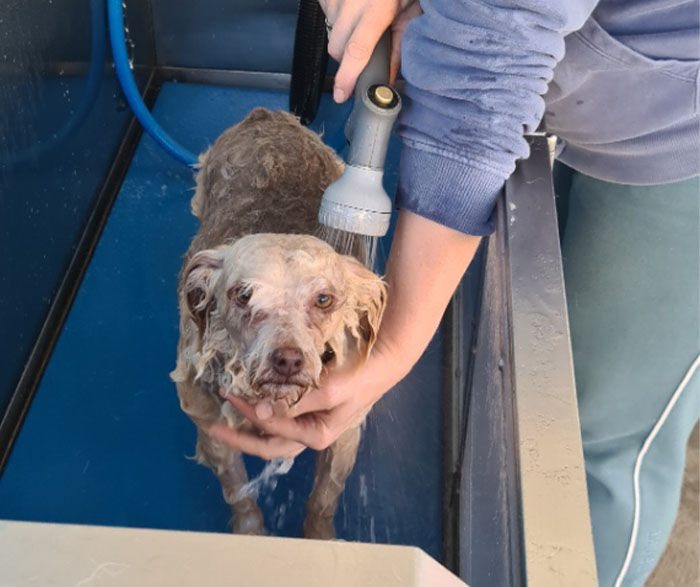 Dog Wash - Primeshine Car + Dog Wash Ballarat